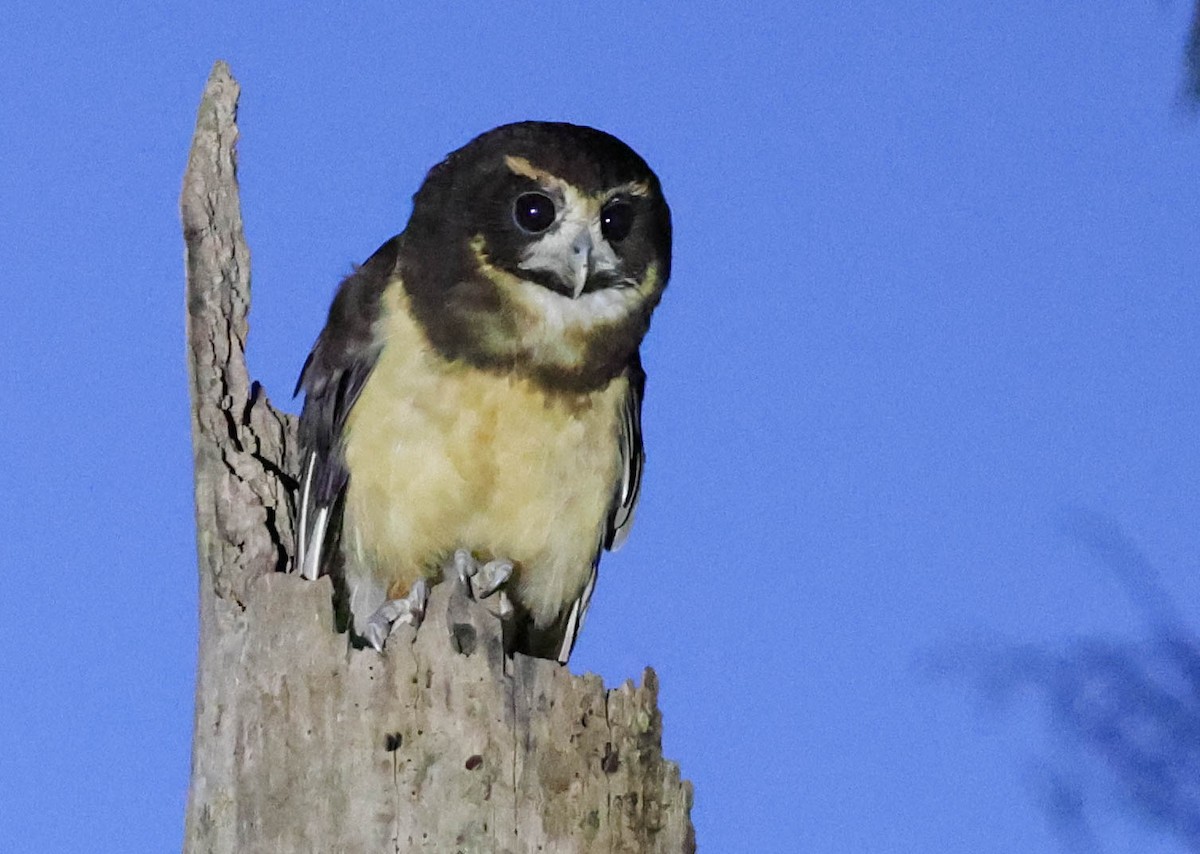 Tawny-browed Owl - ML645116906