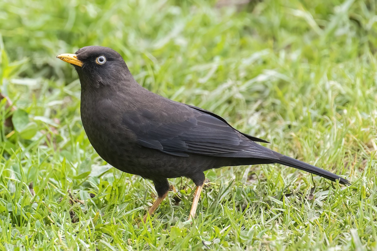 Merle fuligineux - ML645116909