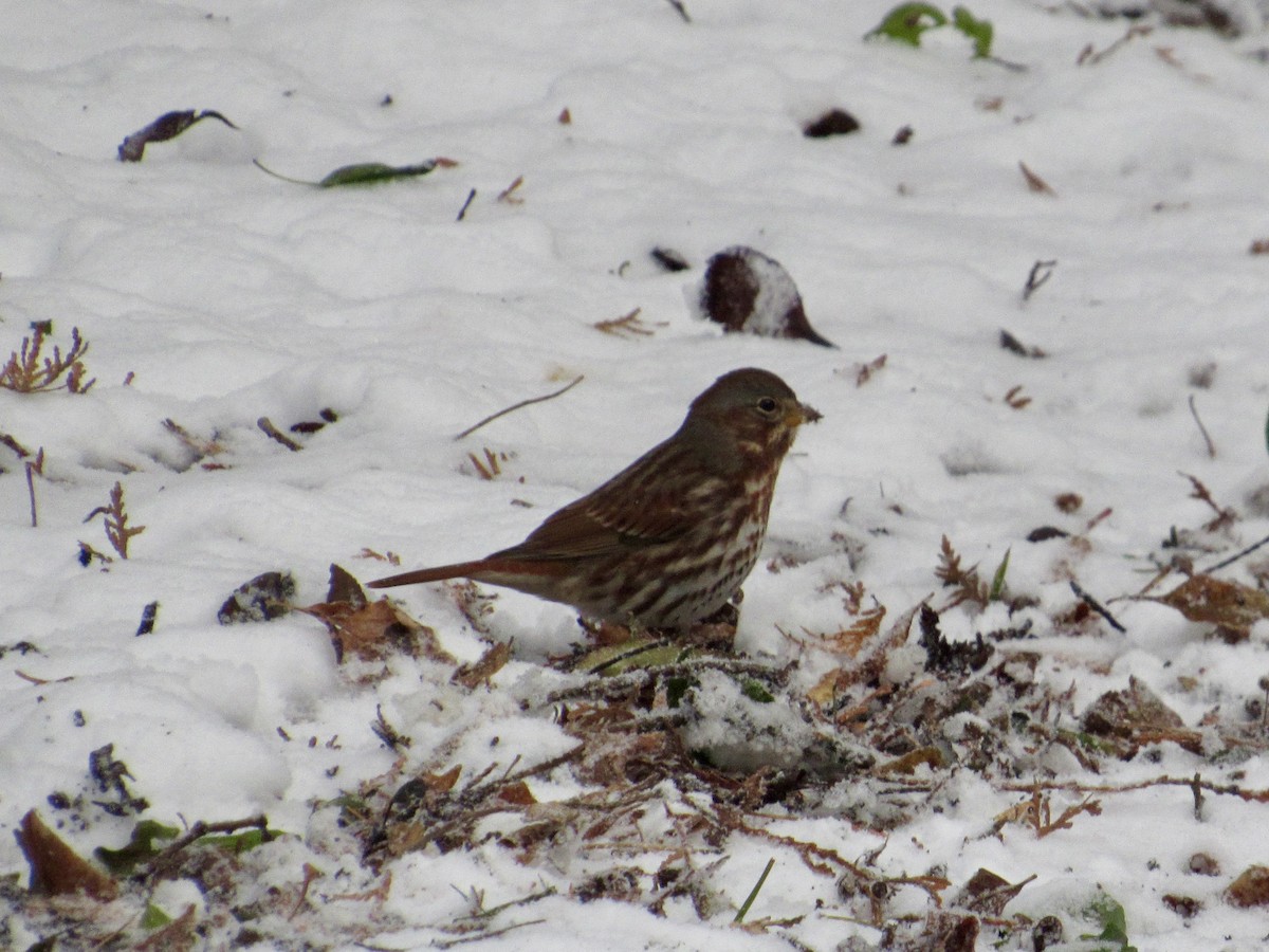 Fox Sparrow (Red) - ML645116917