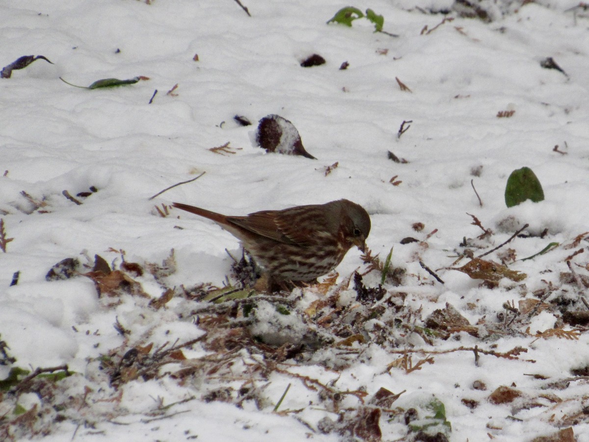 Fox Sparrow (Red) - ML645116918