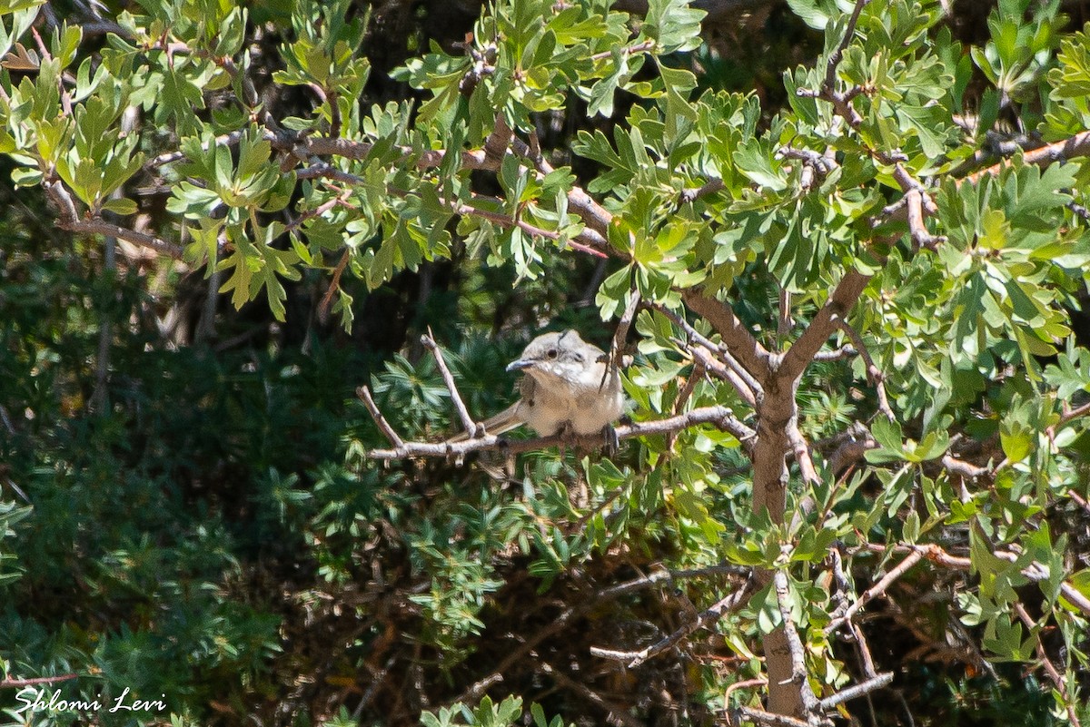 סבכי חורש - ML645116920