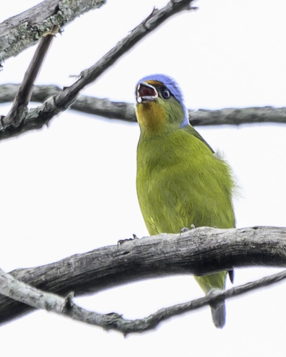 Elegant Euphonia - ML645116927