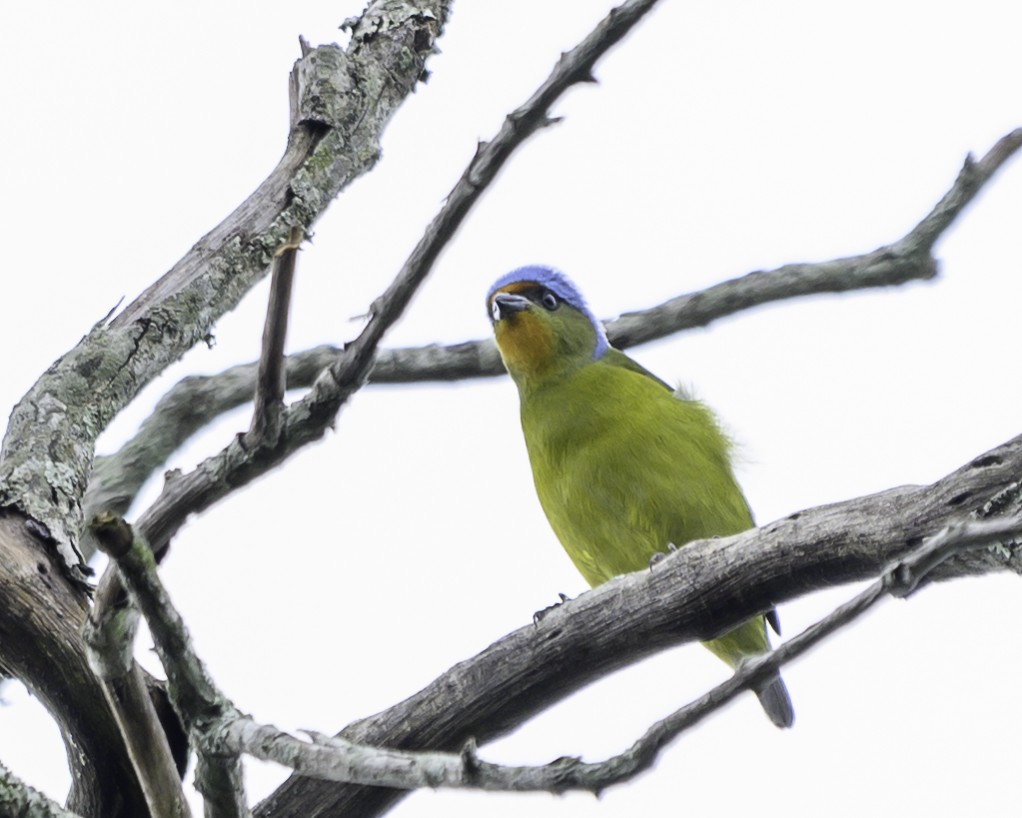 Elegant Euphonia - ML645116928