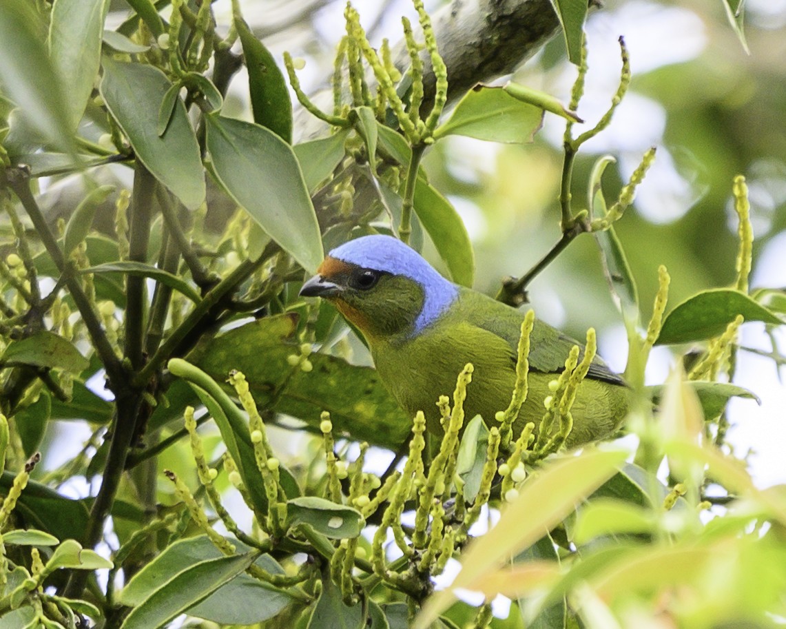 Elegant Euphonia - ML645116929
