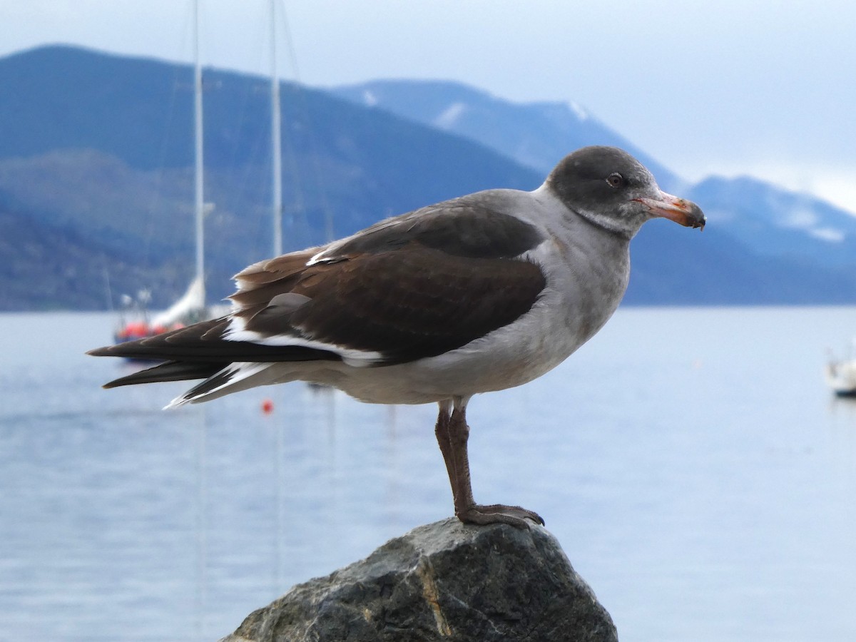 Dolphin Gull - ML645116930