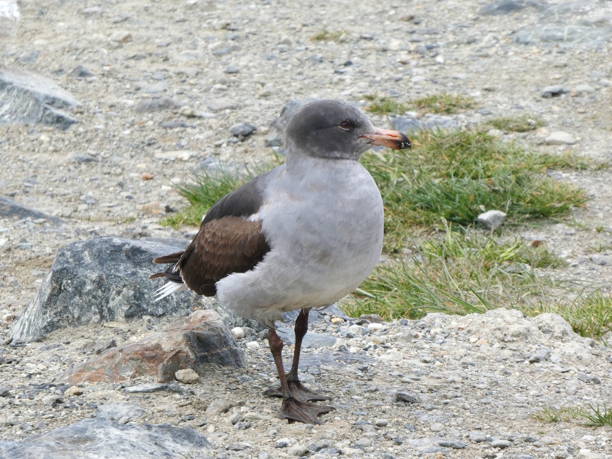 Dolphin Gull - ML645116931
