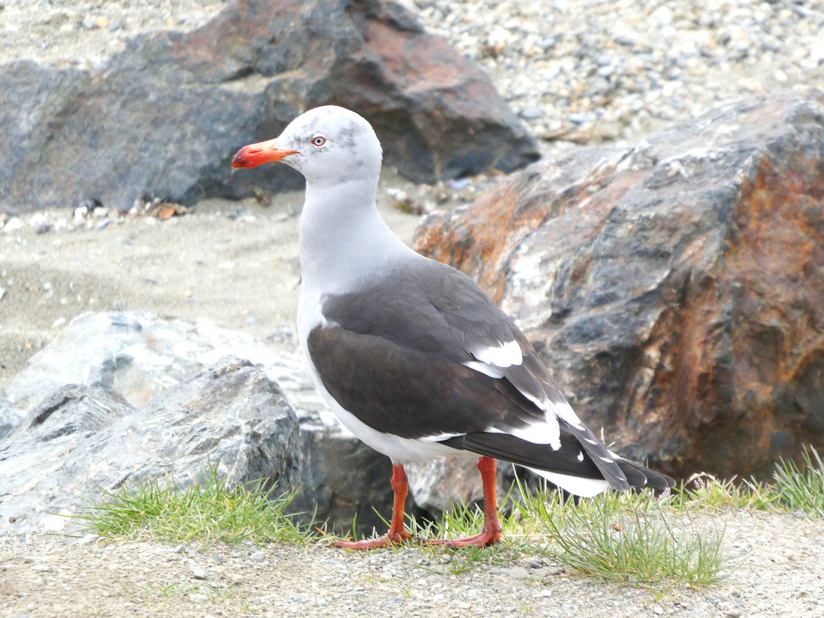 Dolphin Gull - ML645116932