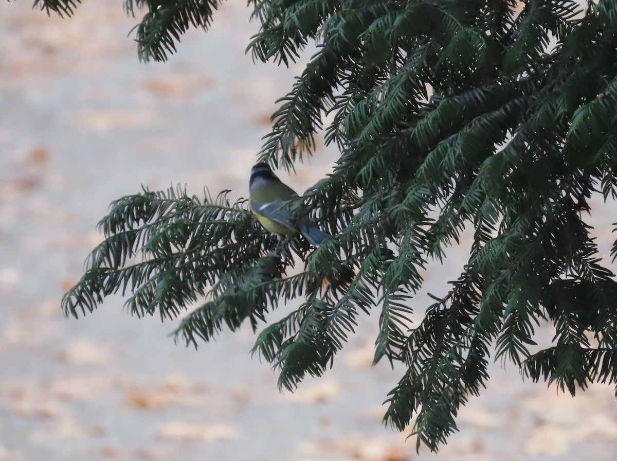 Eurasian Blue Tit - ML645116935
