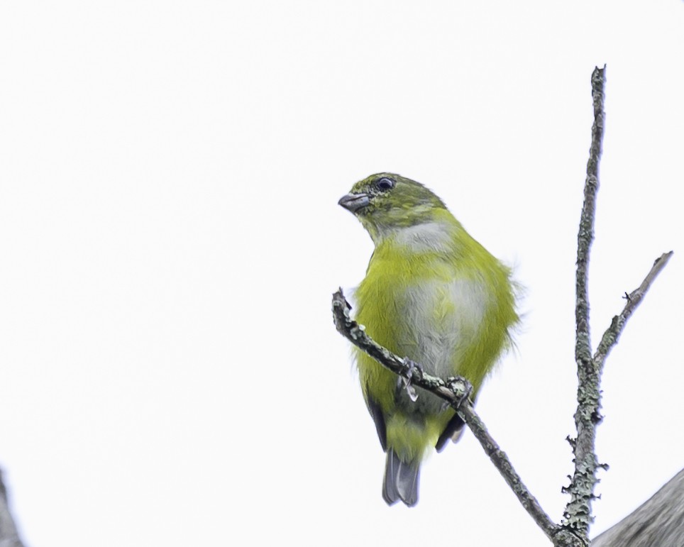 Белогузая эуфония - ML645116937