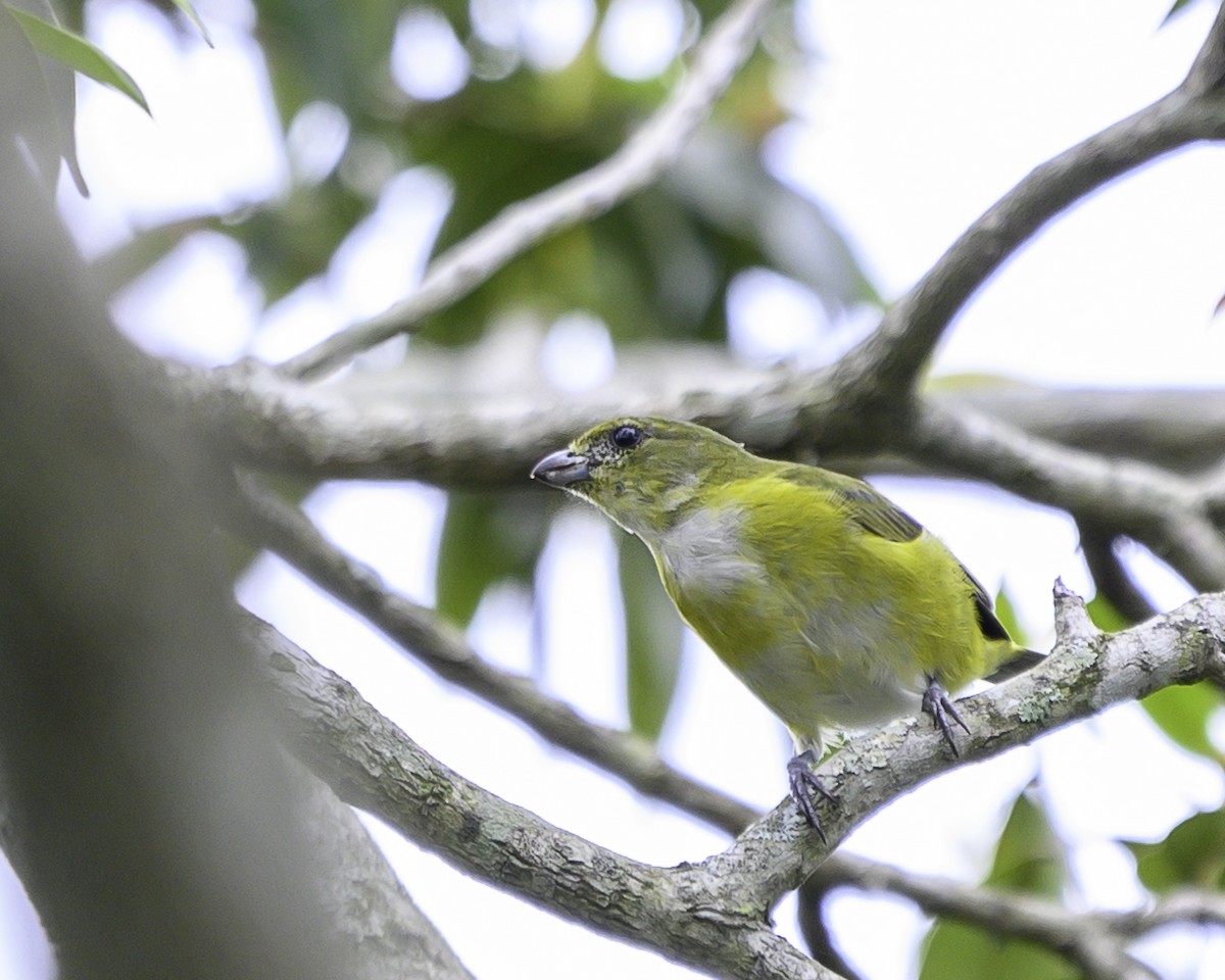 Белогузая эуфония - ML645116938