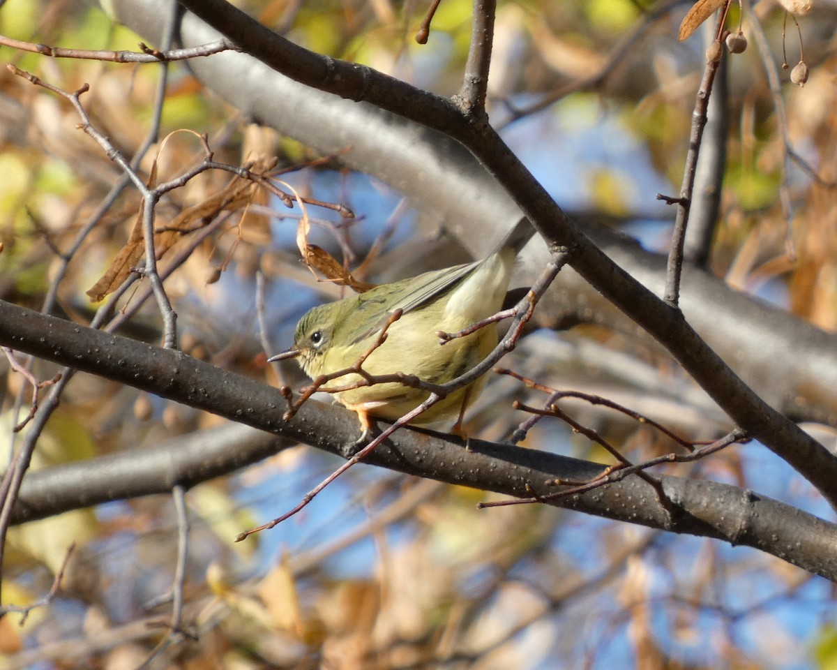 Black-throated Blue Warbler - ML645116945