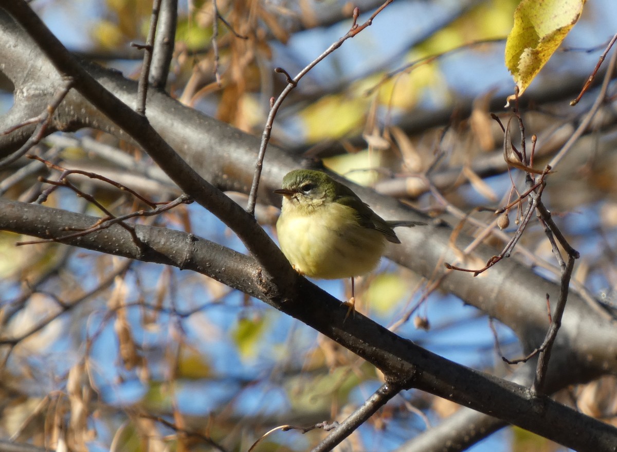 Black-throated Blue Warbler - ML645116955