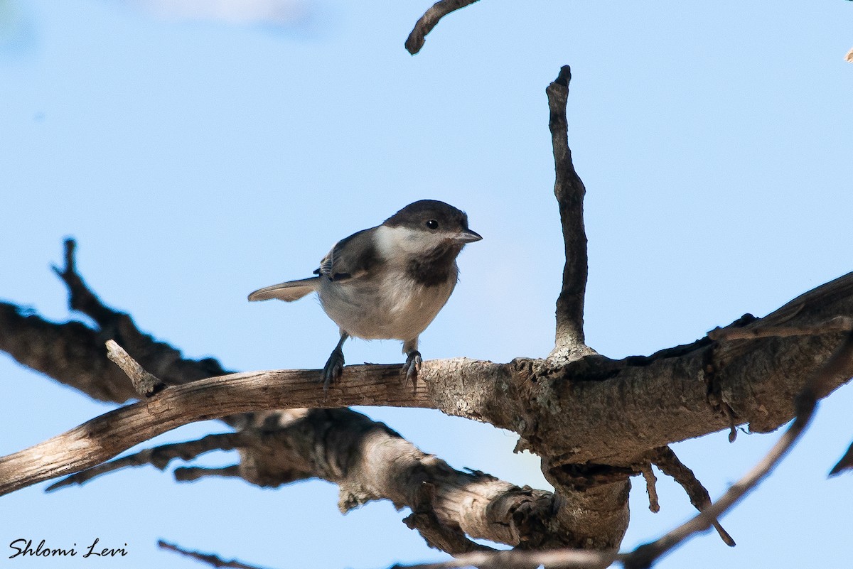 ירגזי חרמון - ML645116962
