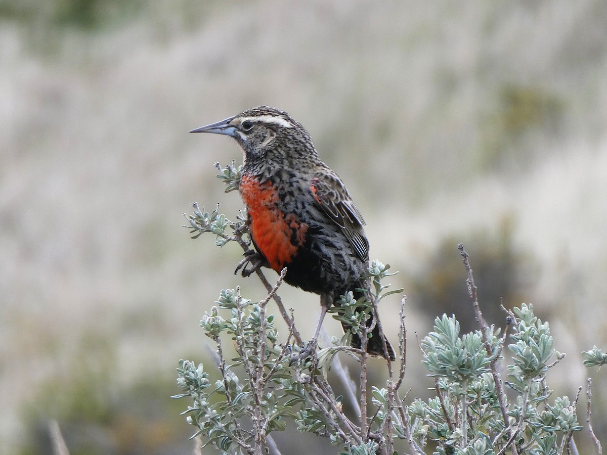 Long-tailed Meadowlark - ML645116964