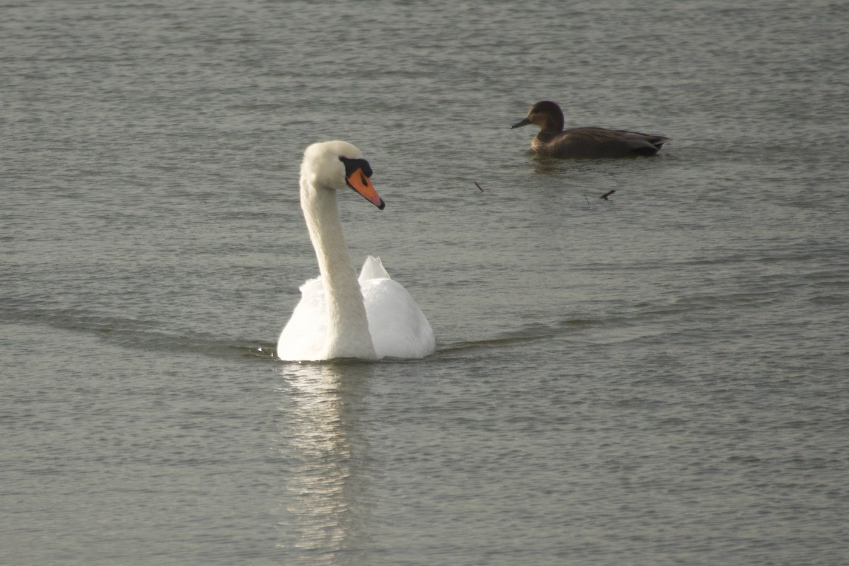 Лебідь-шипун - ML645116974