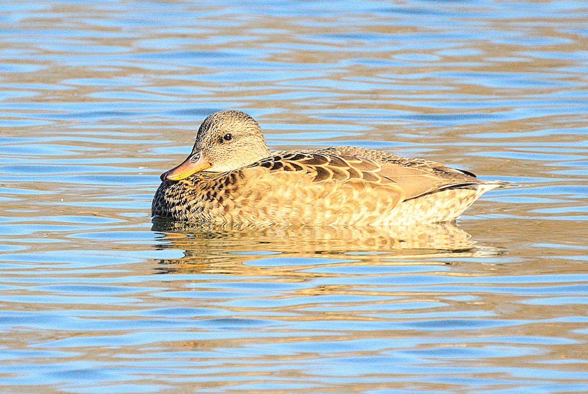 Ipar-ahatea - ML645116992