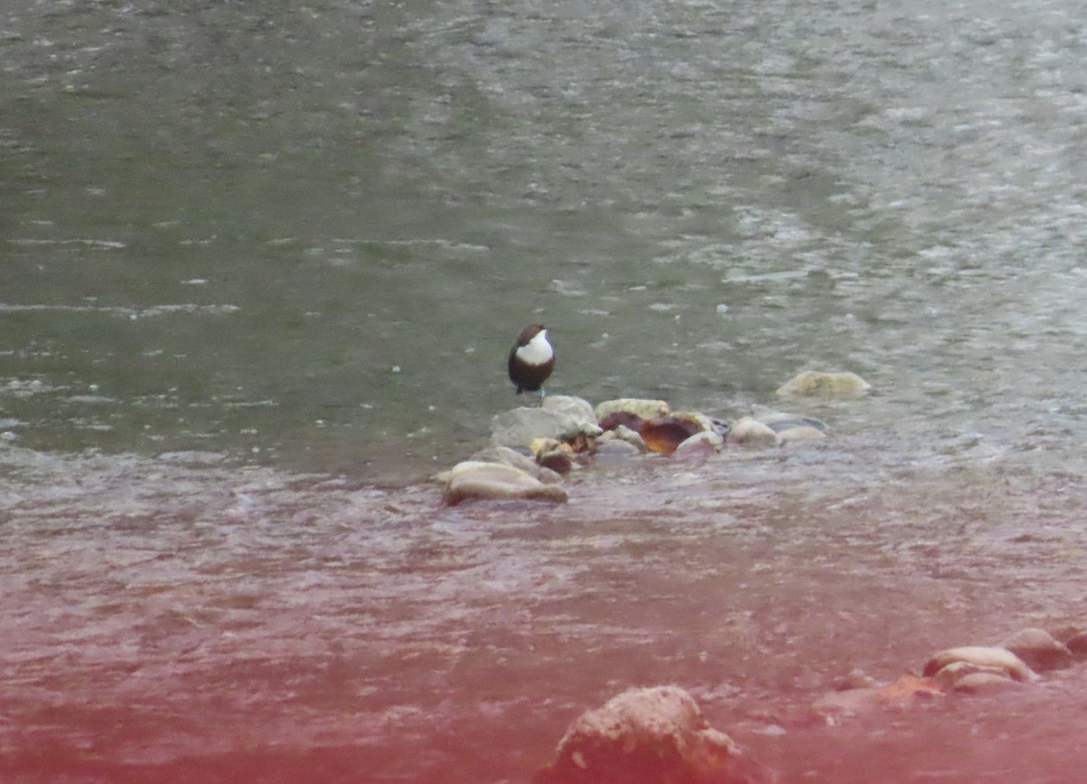 White-throated Dipper - ML645116999