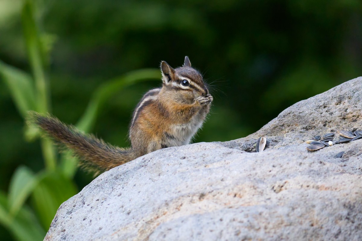 Townsend's Chipmunk - ML645117008