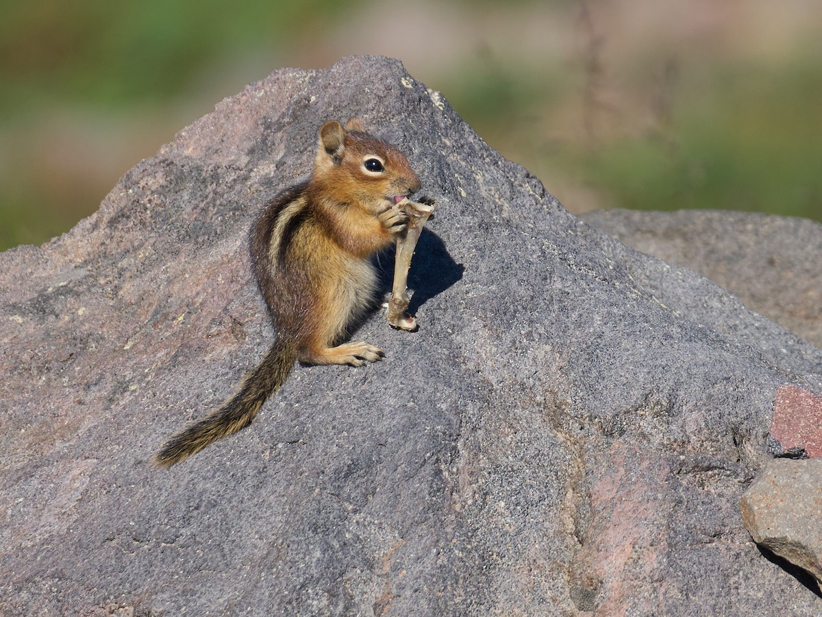 Yellow-pine Chipmunk - ML645117010