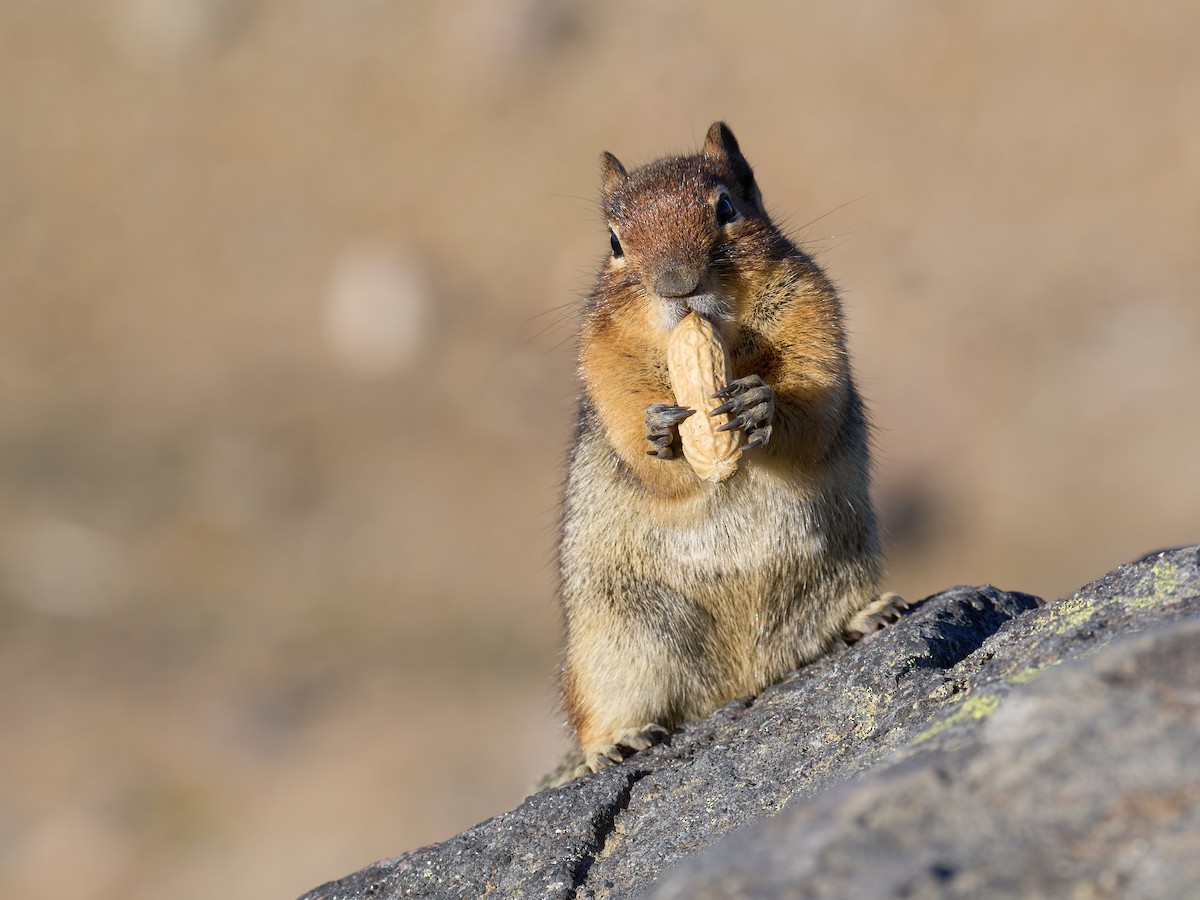 Golden-mantled Ground Squirrel - ML645117011
