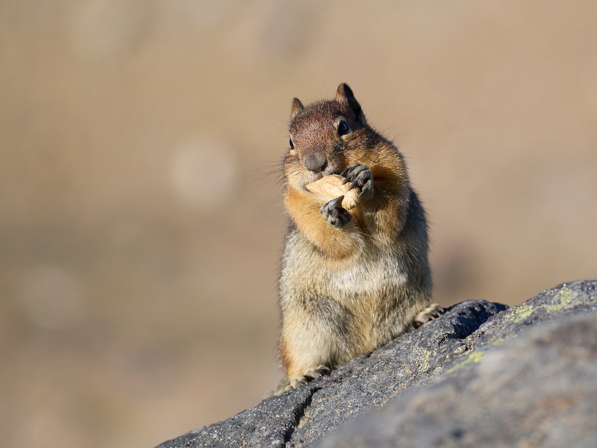 Golden-mantled Ground Squirrel - ML645117012