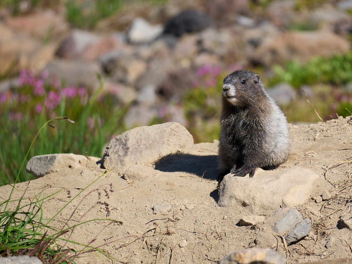 Hoary Marmot - ML645117013