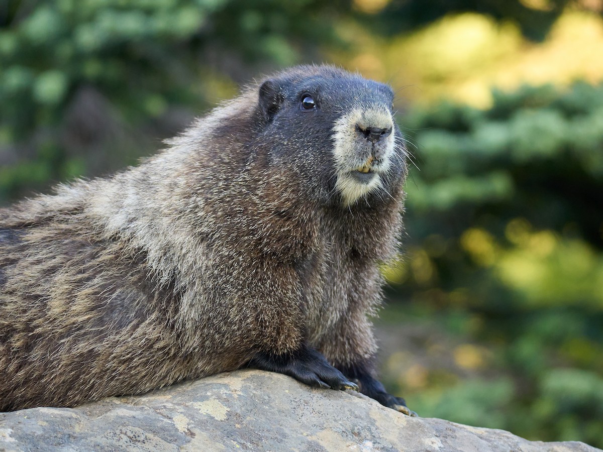 Hoary Marmot - ML645117014