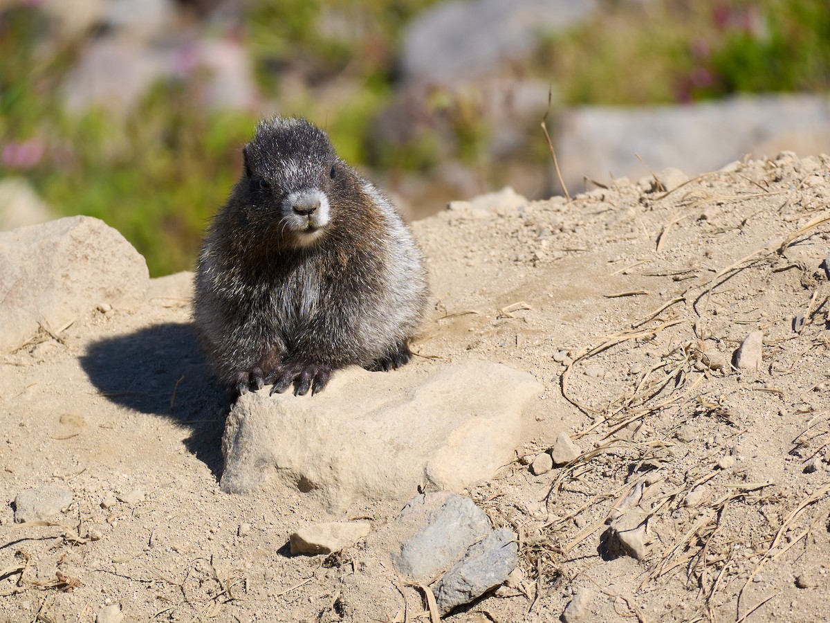 Hoary Marmot - ML645117015