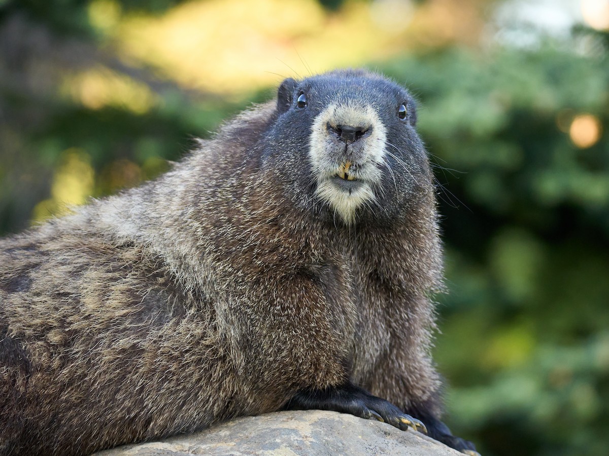 Hoary Marmot - ML645117016