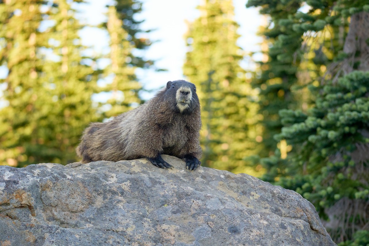 Hoary Marmot - ML645117017
