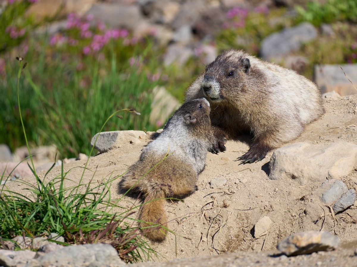 Hoary Marmot - ML645117018