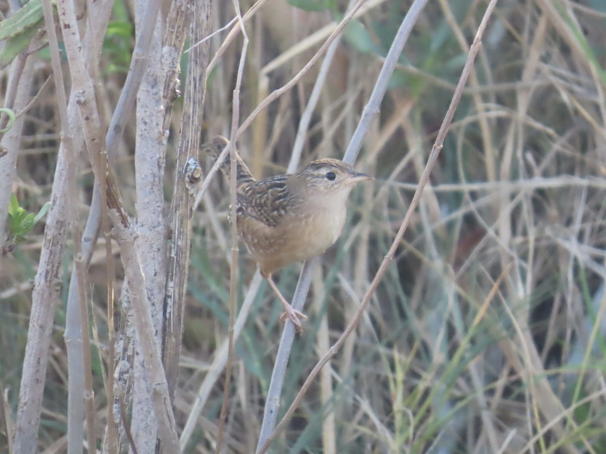 Cucarachero Culibarrado - ML645117020