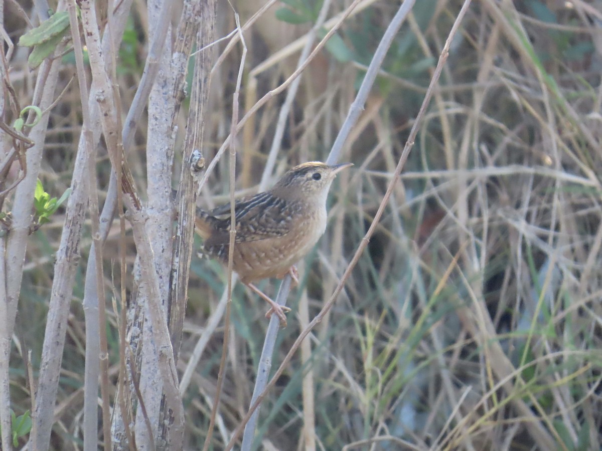 Cucarachero Culibarrado - ML645117022