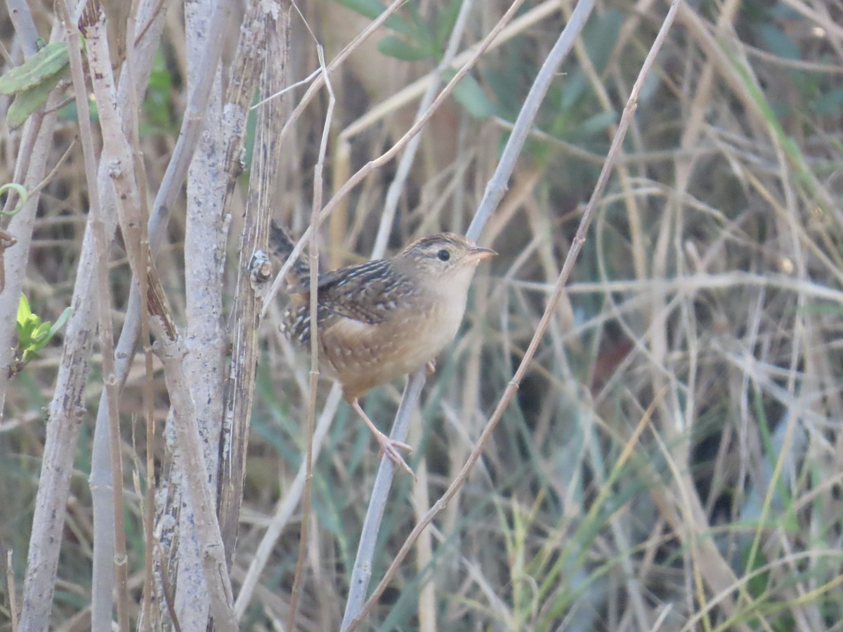 Cucarachero Culibarrado - ML645117023