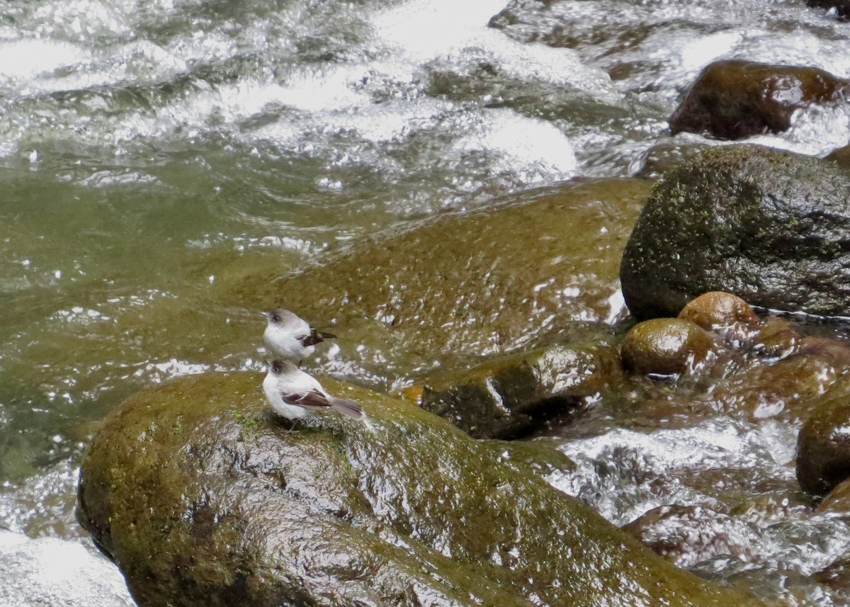 Torrent Tyrannulet - ML645117028
