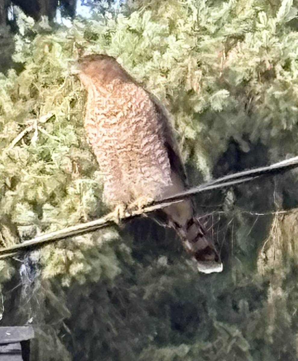 Cooper's Hawk - ML645117032