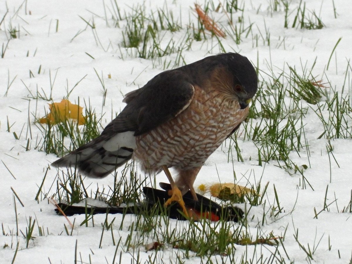 Sharp-shinned Hawk - ML645117047