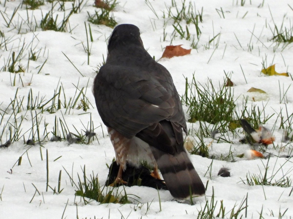 Sharp-shinned Hawk - ML645117048