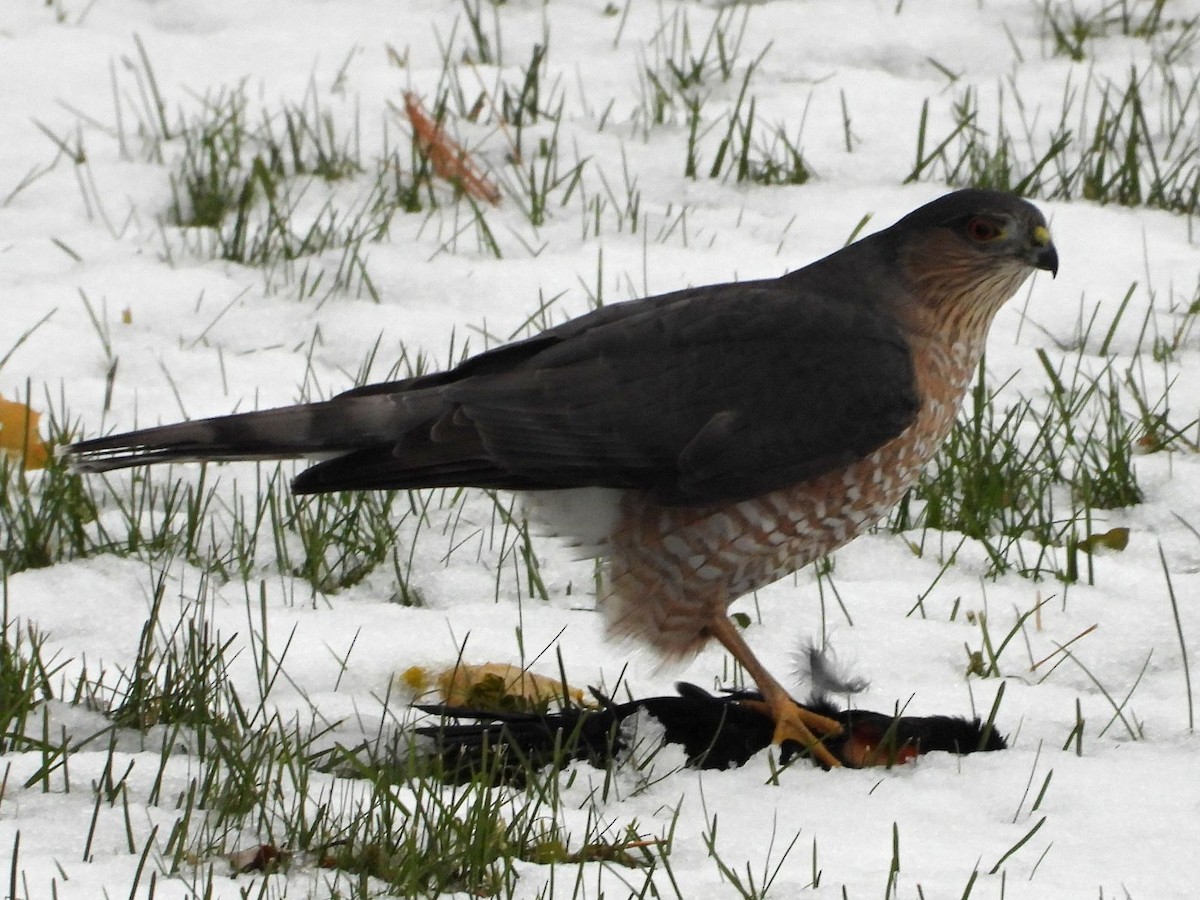 Sharp-shinned Hawk - ML645117049