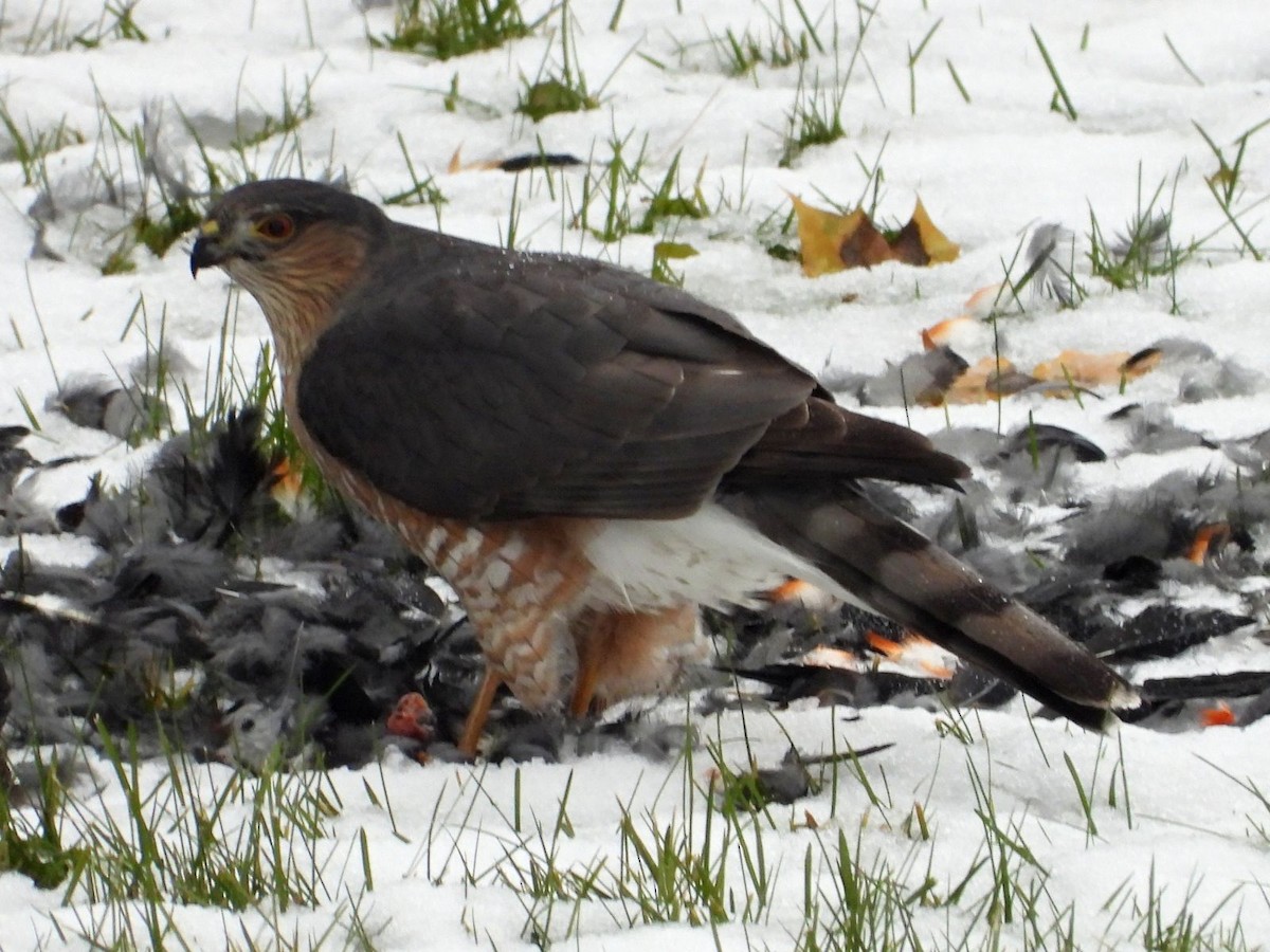 Sharp-shinned Hawk - ML645117050