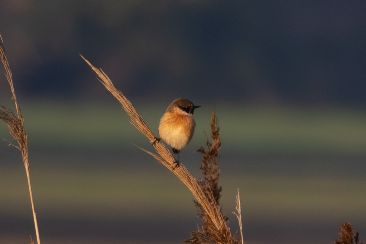 European Stonechat - ML645117060