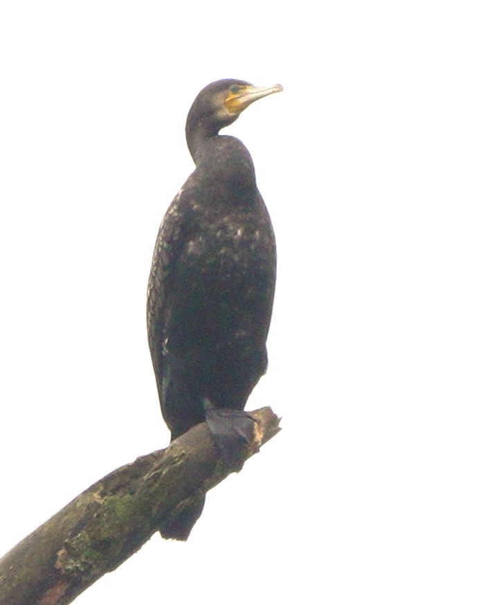 קורמורן גדול - ML645117061