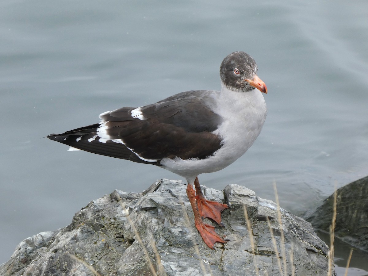 Dolphin Gull - ML645117062