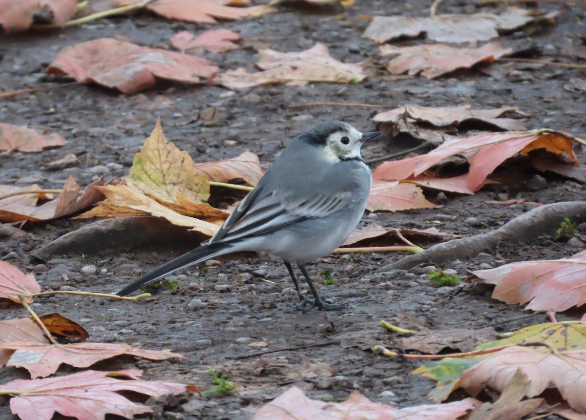 Lavandera Blanca - ML645117067