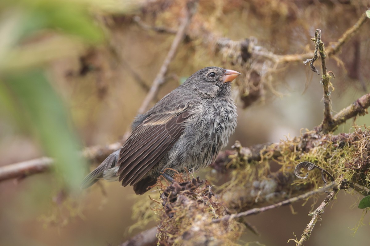 Medium Ground-Finch - ML645117068