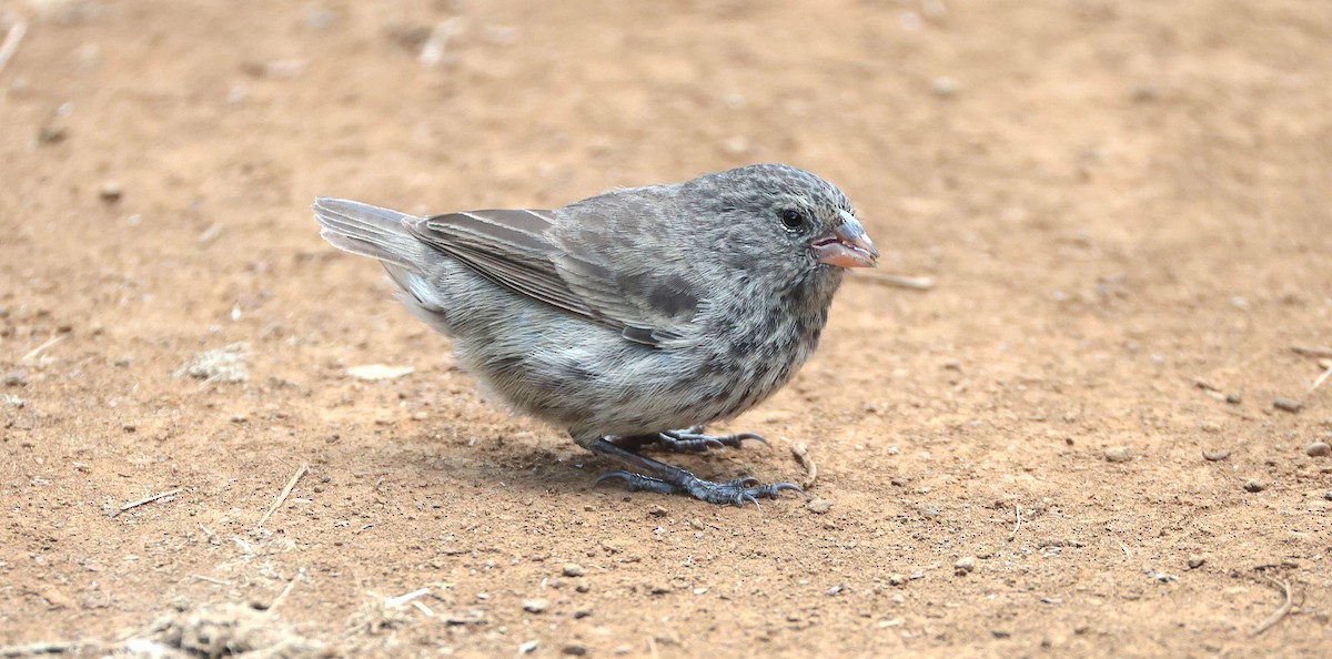 Medium Ground-Finch - ML645117069
