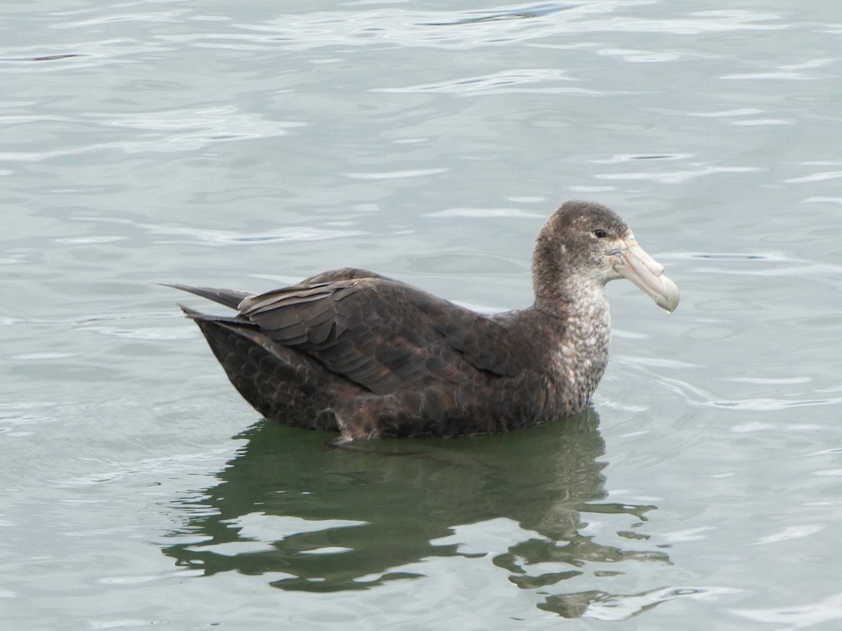 sørkjempepetrell - ML645117088