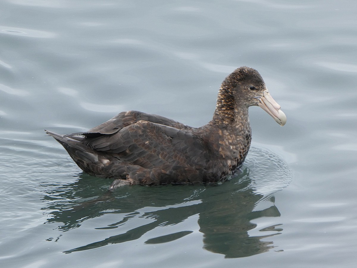 sørkjempepetrell - ML645117089