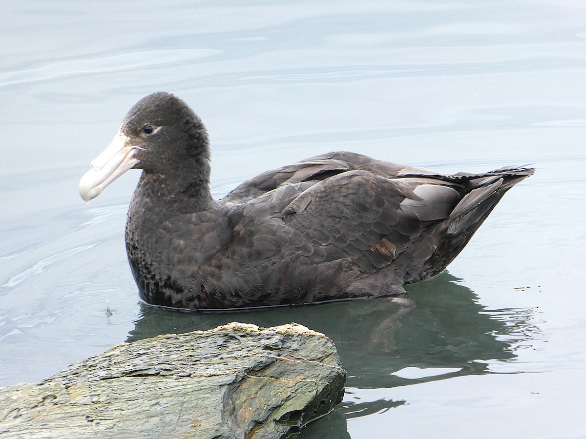 sørkjempepetrell - ML645117090