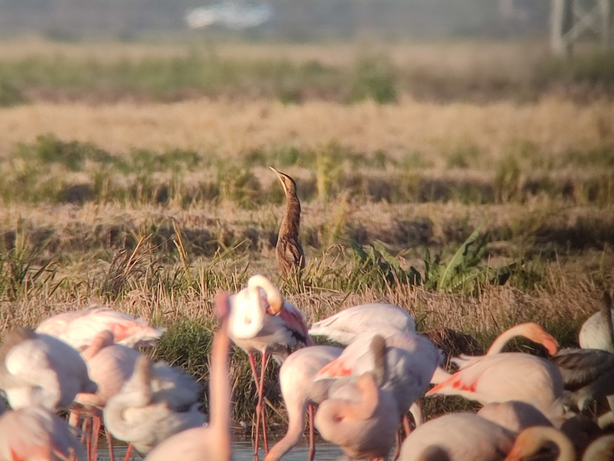 Eurasian Bittern - ML645117093
